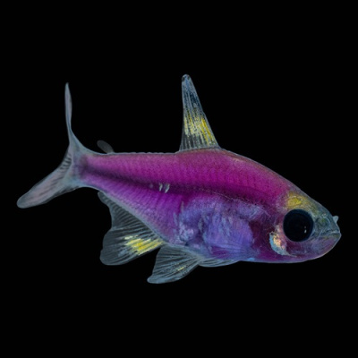Пристелла GloFish Пурпурная